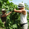 Customer feedback organic adopt-a-vine gift in the Rhone Valley
