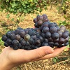 Customer feedback, adopt a vine, Santenay, Burgundy, France