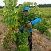 Customer reference, adopt a vine, Rhone Valley, France