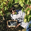 Positive comments on organic vine renting, Bordeaux France