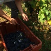 Customer feelings organic grapes picking burgundy