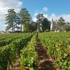 Customer rating on organic vines adoption