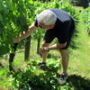 Customer feedback organic adopt-a-vine gift in Bordeaux