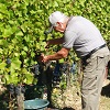 Participant rating, rent an organic plot of vines in Alsace, France