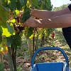 Participant rating, organic vines harvest day, Chinon, Loire Valley, France