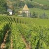 Customer feedback organic adopt-a-vine gift in the Burgundy