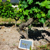 Customer feedback organic adopt-a-vine gift in the Loire Valley