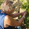 Customer feedback, adopt a vine, Bordeaux, France