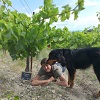 Customer rating, rentorganic plot of vines, Mondragon, Rhone Valley, France