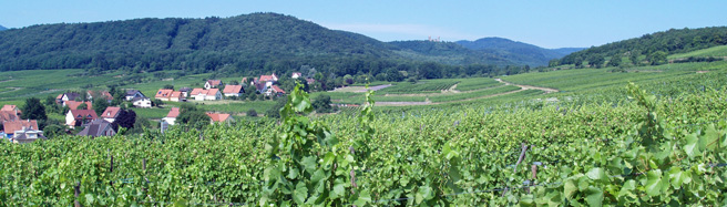 Original Wine Gift in Alsace.