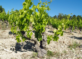 Rent a vine gift in the cotes du rhone and receive your own personalised bottles of wine