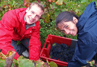 Unusual St Valentine's Gift. Gourmet Odyssey Wine Experience Days in France. Harvest Experience