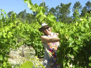 Adopt-a-vine experience in the Rhone Valley